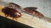 Уничтожение клопов тараканов Избавление от тараканов